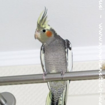 Jungvogel - dunkler wildfarbener Schecke