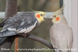 Wildfarbener Hahn (links) und zimtfarbene Henne (rechts) zoffen sich