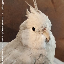 Weißkopf zimtfarbene Kopffleckscheckenhenne - Kopf