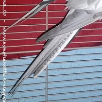 Schwanz von oben - Weißkopf zimtfarbene Kopffleckschecke Henne