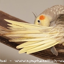 Zimtfarben geperlte Henne - Schwanzoberseite