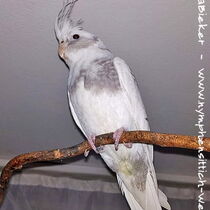 zimtfarbener Weißkopfperlschecke - Männchen vor der Jugendmauser