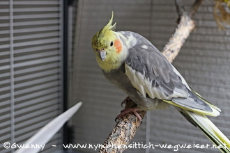 Der Nymphensittich bekommt eine Feder gezeigt