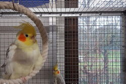 Charly im Januar 2021