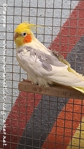 Charly im Januar 2025