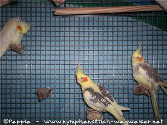 Elisabeth, Frau James und Tiffi