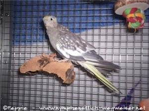 Lilli auf Korkbrettchen