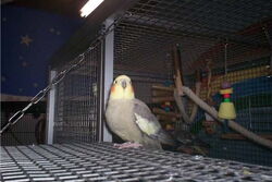 Manni auf der Anflugklappe