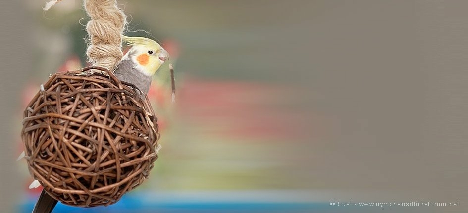 Gefahren für Nymphensittiche - klick