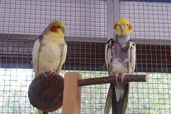 Peaches und Piku