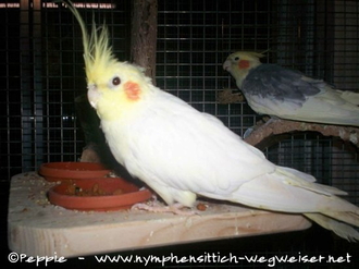 Pinky auf der Hänge-Futterbar