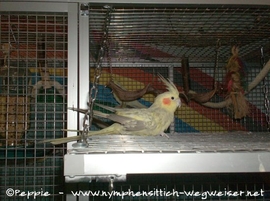 Rainbow an Sunday City 2