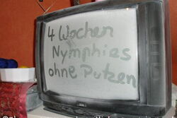 Fernseher nach dem Urlaub - 5 Nymphies
