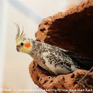 wildfarben geperlte Henne