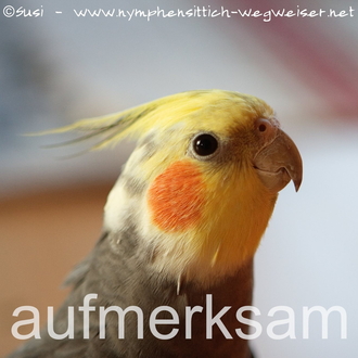 aufmerksamer Nymphensittich