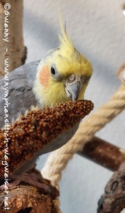 Den Clicker mit zutraulichen Nymphensittichen konditionieren