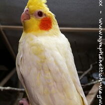 Jungvogel vom Farbschlag Falbe