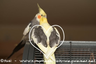 Herzchenflügel beim Männchen