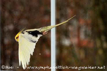 Nymphensittich im Flug