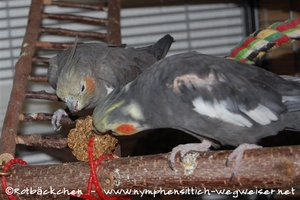 Moritz und Polli schmeckt es