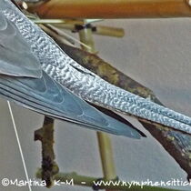 Weißkopf Kopffleckschecken Henne - Schwanzoberseite