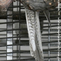 Weißkopf zimtfarbene Henne - Schwanzunterseite