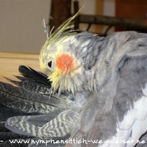 wildfarbener Kopffleckscheckenhahn - Kopf schon gelb, aber das Gefieder um die Kloake ist noch gebändert