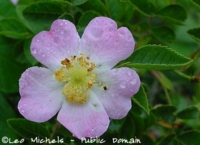 Wild Rose