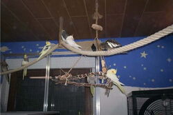 9 Patennymphies auf der Reling und der Dreieck-Schaukel