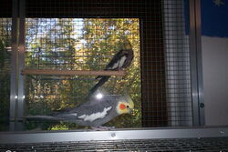 Eddi am Fenster und Micky auf der Villa Casa