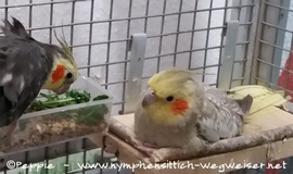 Jacko und Rainbow verstehen sich prima auch mit Lindbergh