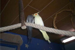 Jakob und Elisabeth auf dem Hoch-Seil