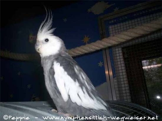 Justus, unser kleiner Sorgenvogel