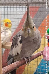 Mecki im Januar 2025