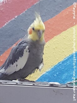 Micky im Oktober 2018