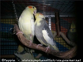 Nico und Cooper - die Vierte