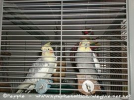 Otto und Knut im Sun-Palace-2
