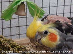 Piku und Cuddles im September 2021