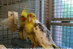 Ronja und Chico in der Villa