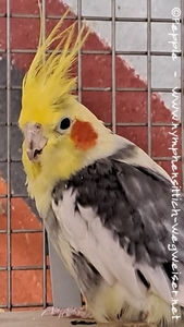 Schnuki im Februar 2025