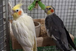 Sponcha-Maja und Opi