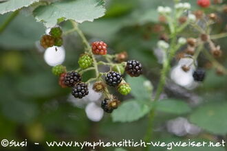 Brombeeren - Früchte
