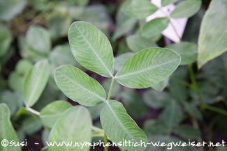Erdnusspflanze im Wachstum