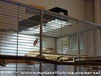 Bird Lamp: Compactlampe mit Halterung