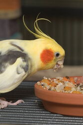 Kochfutter ist lecker!