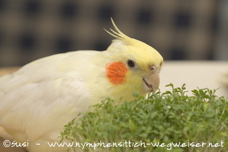 Coco an der Kresse