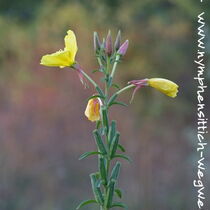 Nachtkerze - Samenkapseln und Blüte an der Pflanze