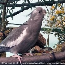 Weißkopf Kopffleckschecken Henne