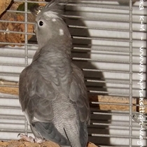 Weißkopf Kopffleckschecken Henne - Rücken