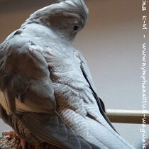 Weißkopf Kopffleckschecken Henne - Rücken